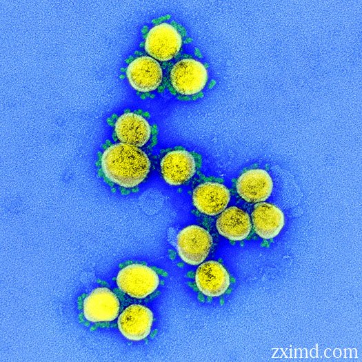 新型冠狀病毒圖片